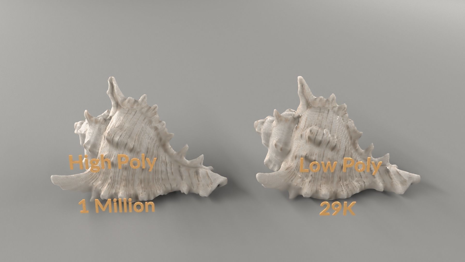 HQ Seashell 01 Scan Model Free 3D model_3