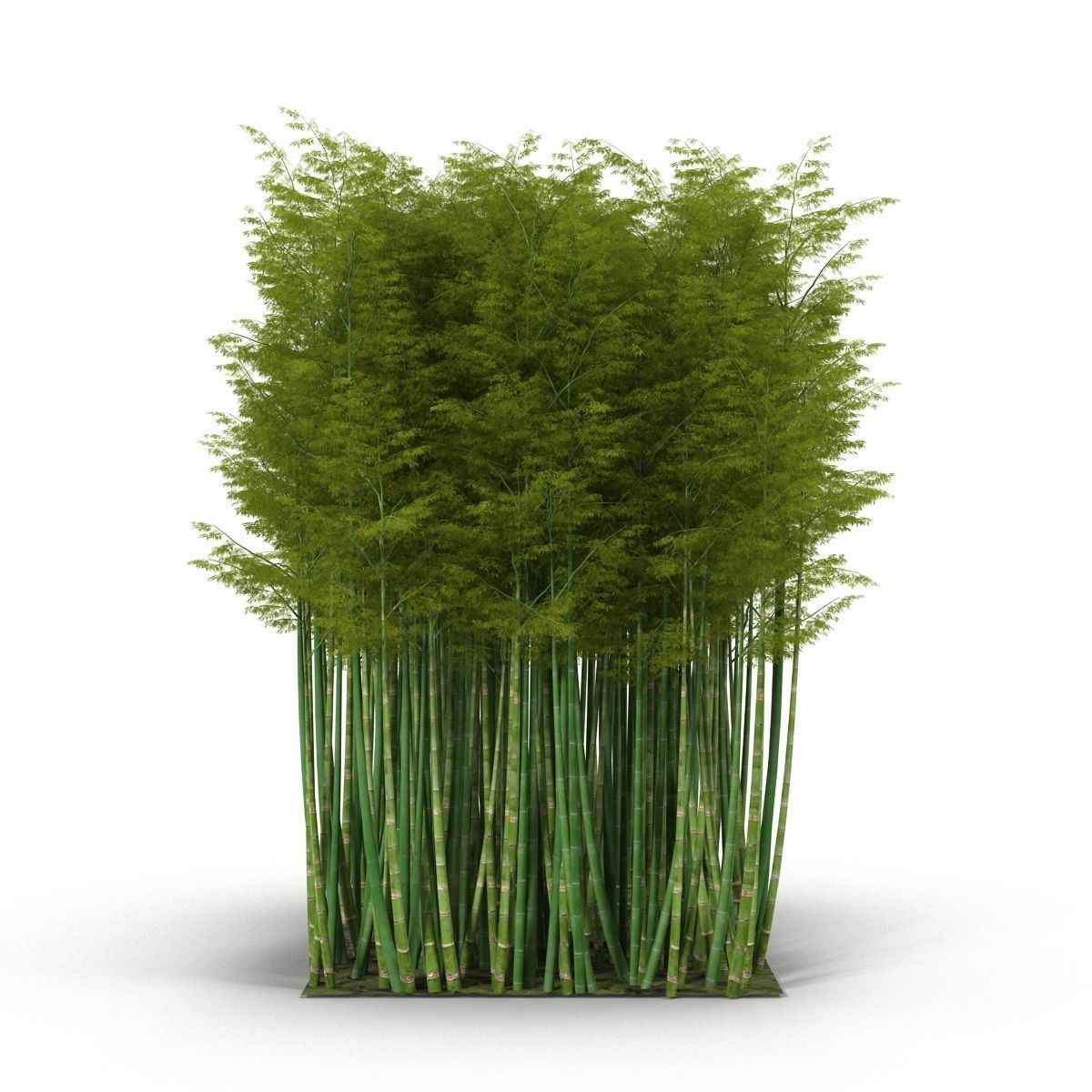 Bamboo corridor 3D model_2
