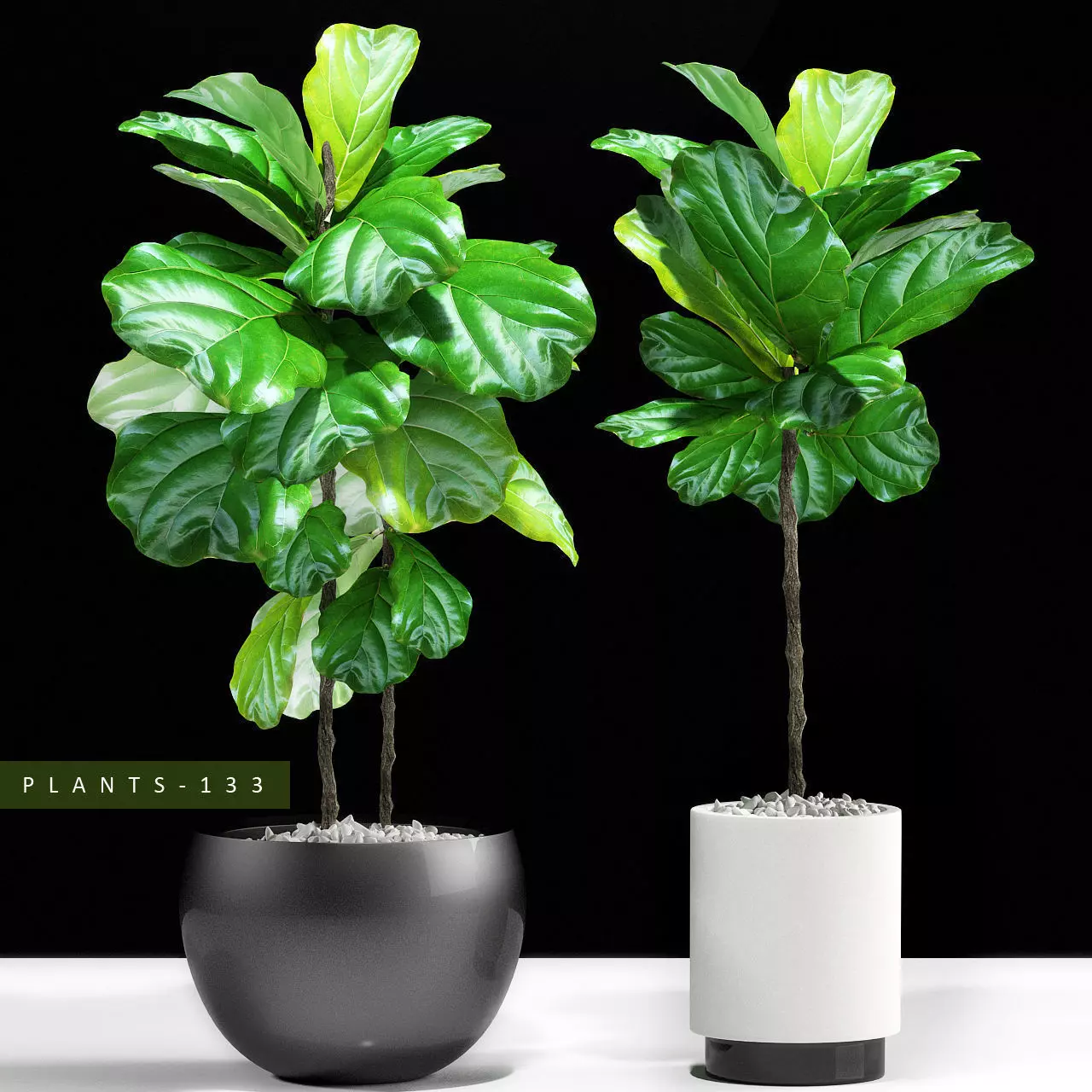 Ficus plant 133 3D model