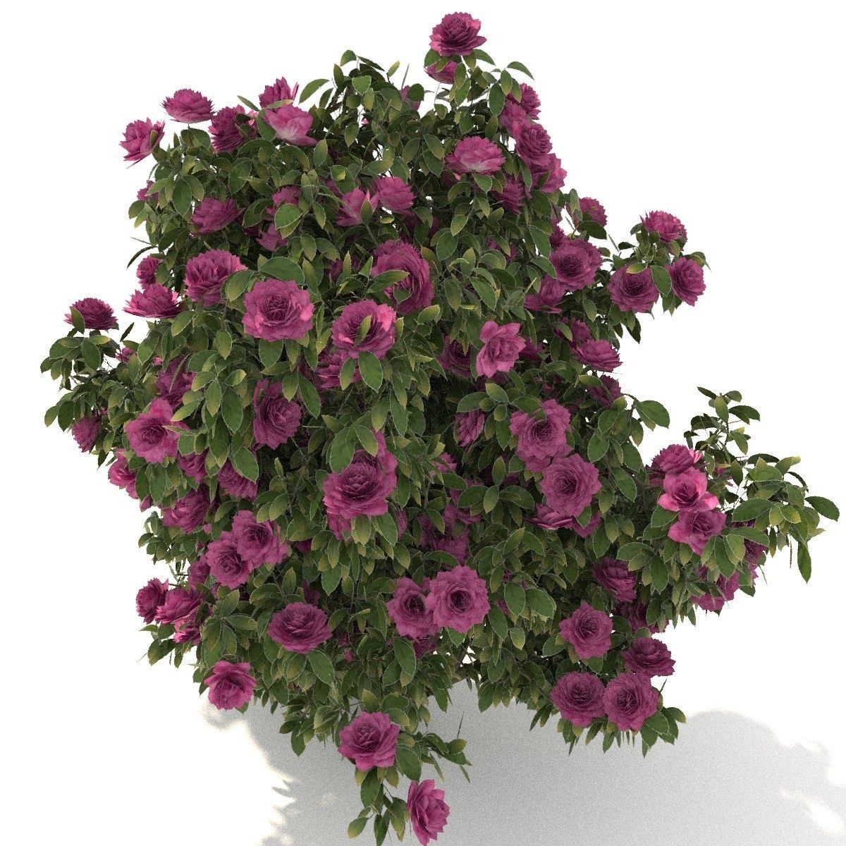  Camellia kollection 3D model_6