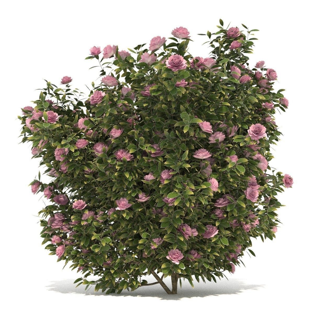  Camellia kollection 3D model_9