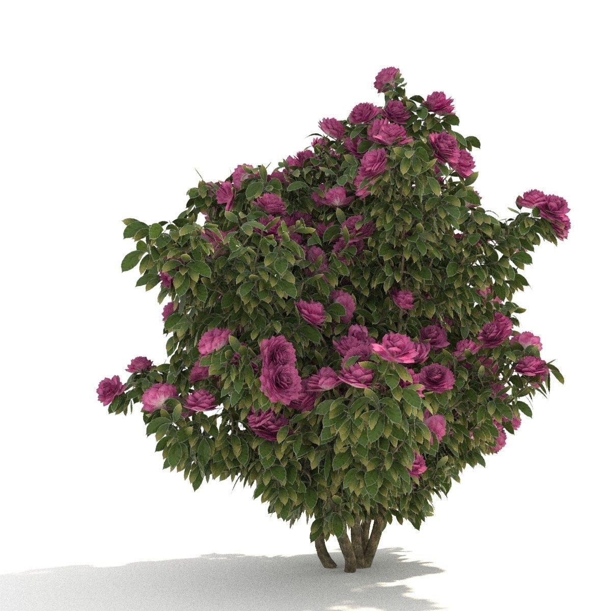  Camellia kollection 3D model_5