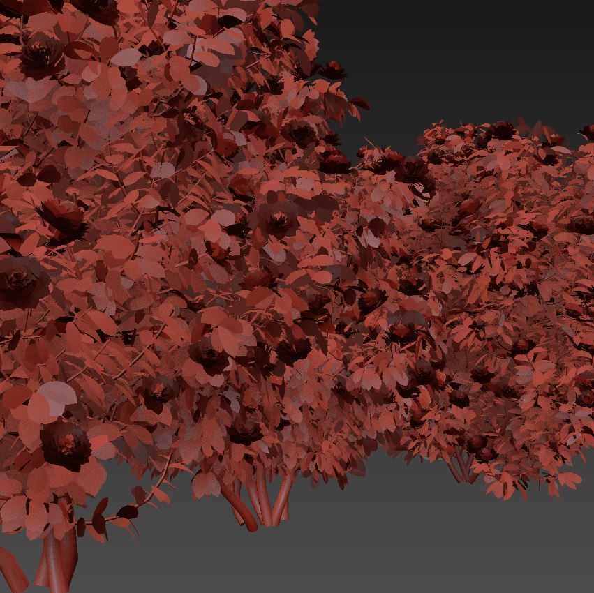  Camellia kollection 3D model_10