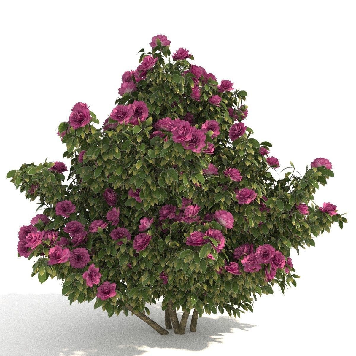 Camellia kollection 3D model_7