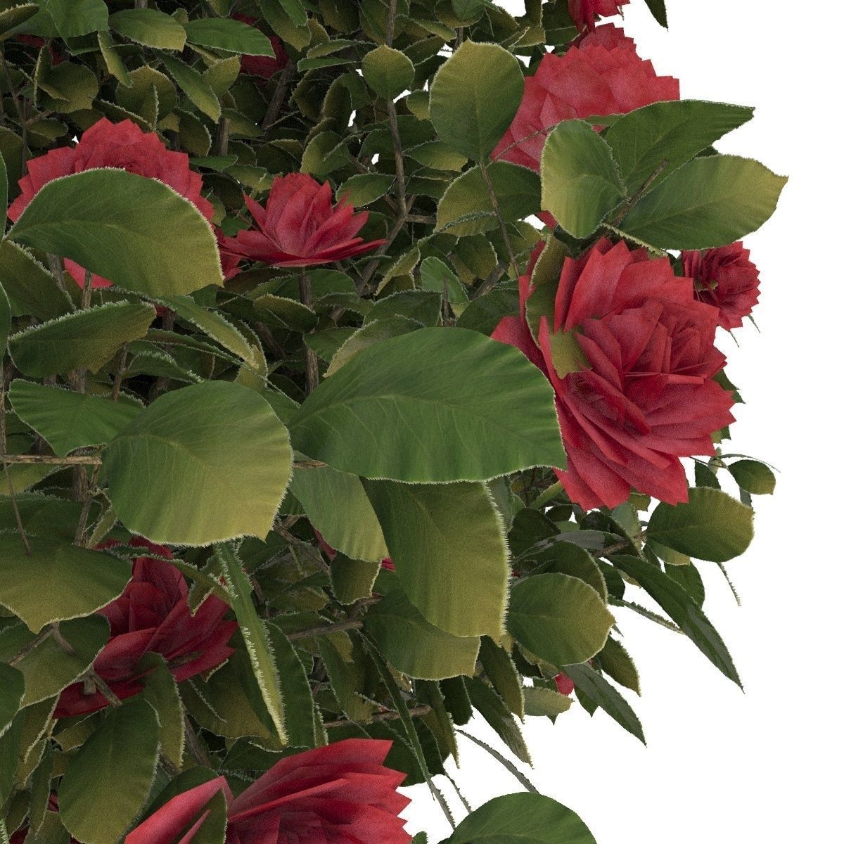  Camellia kollection 3D model_1