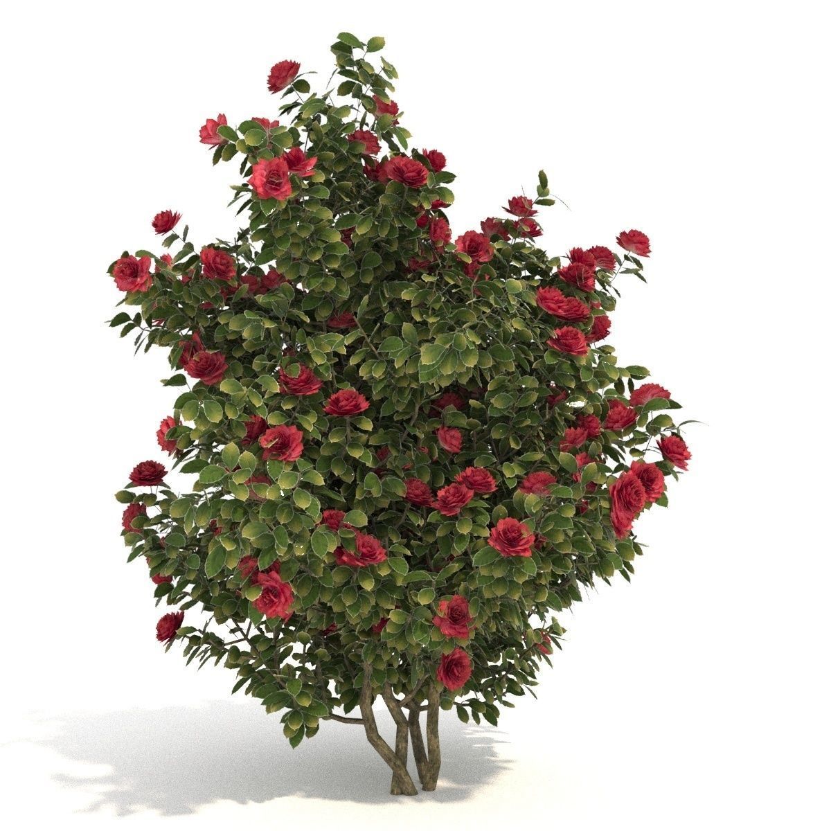  Camellia kollection 3D model_2