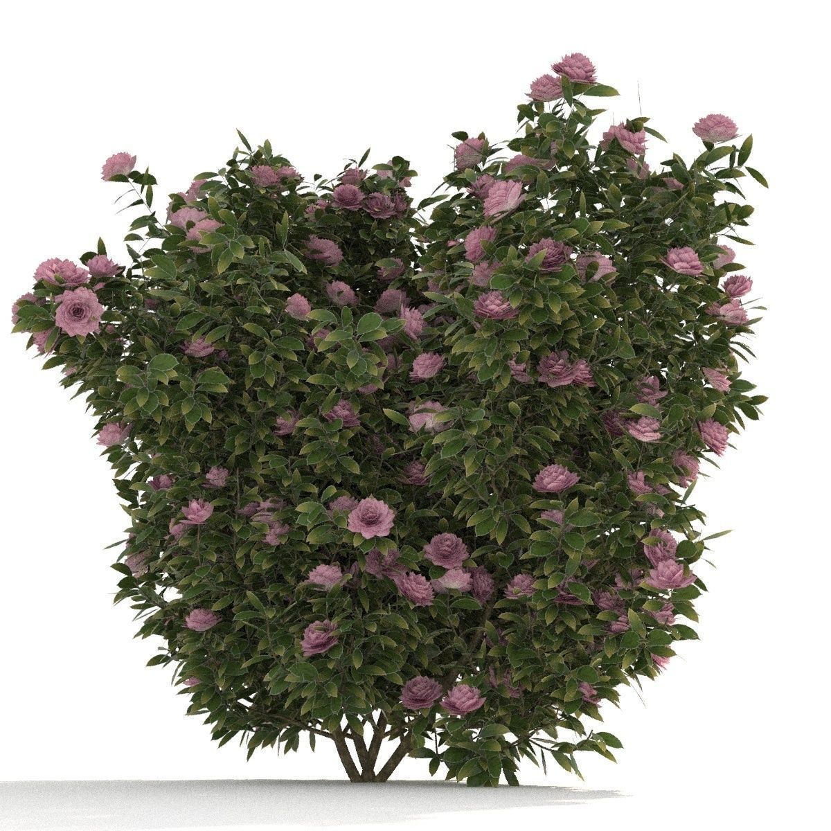  Camellia kollection 3D model_8