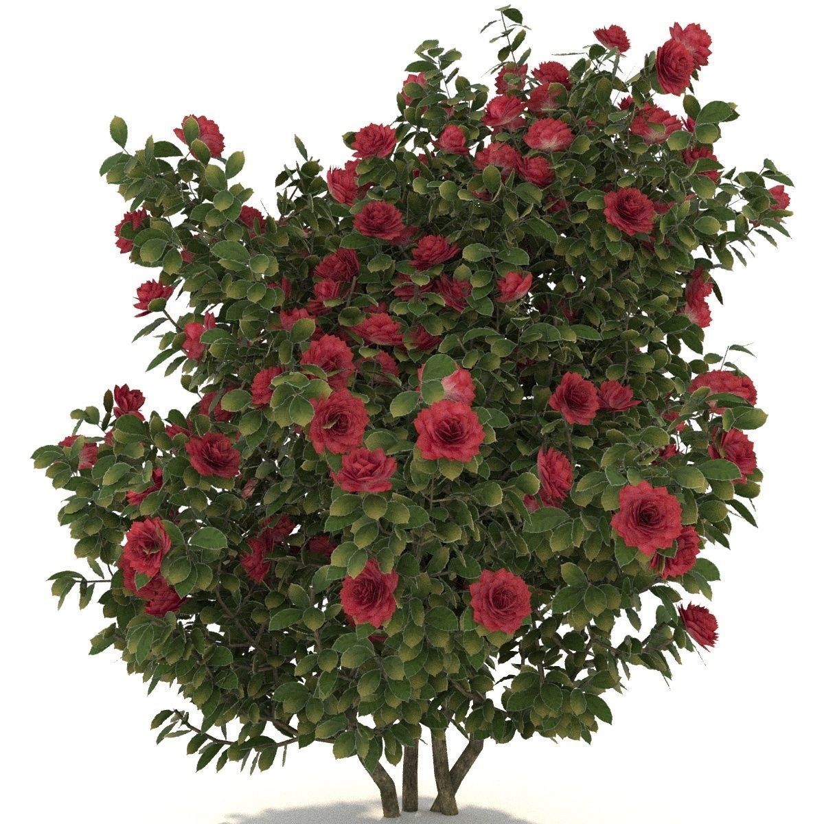  Camellia kollection 3D model_4