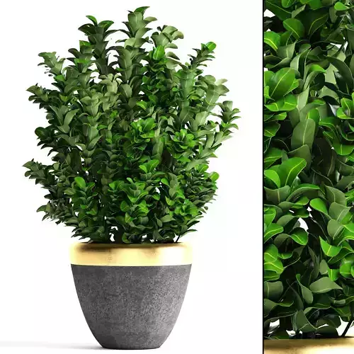 Plant in pot Buxus sempervirens