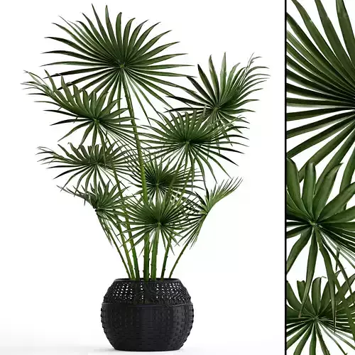 Palm tree 3D model