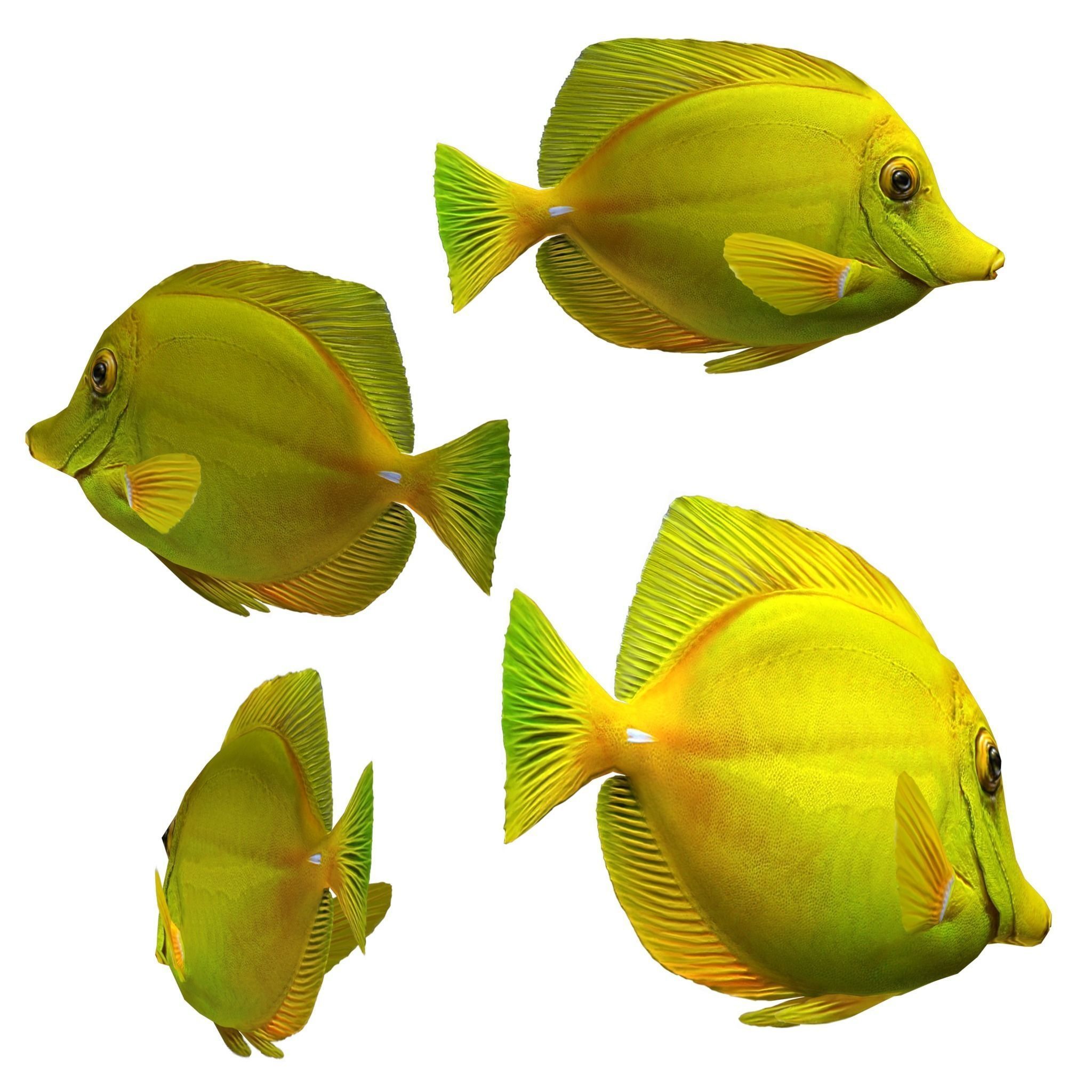 Fish Yellow tang Low-poly 3D model_4
