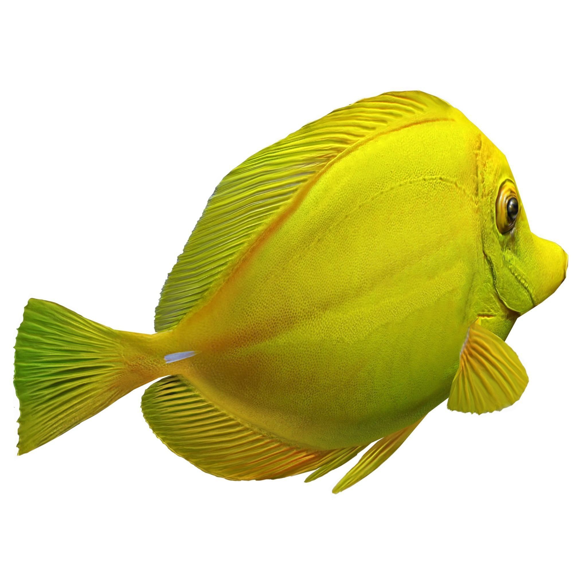 Fish Yellow tang Low-poly 3D model_3