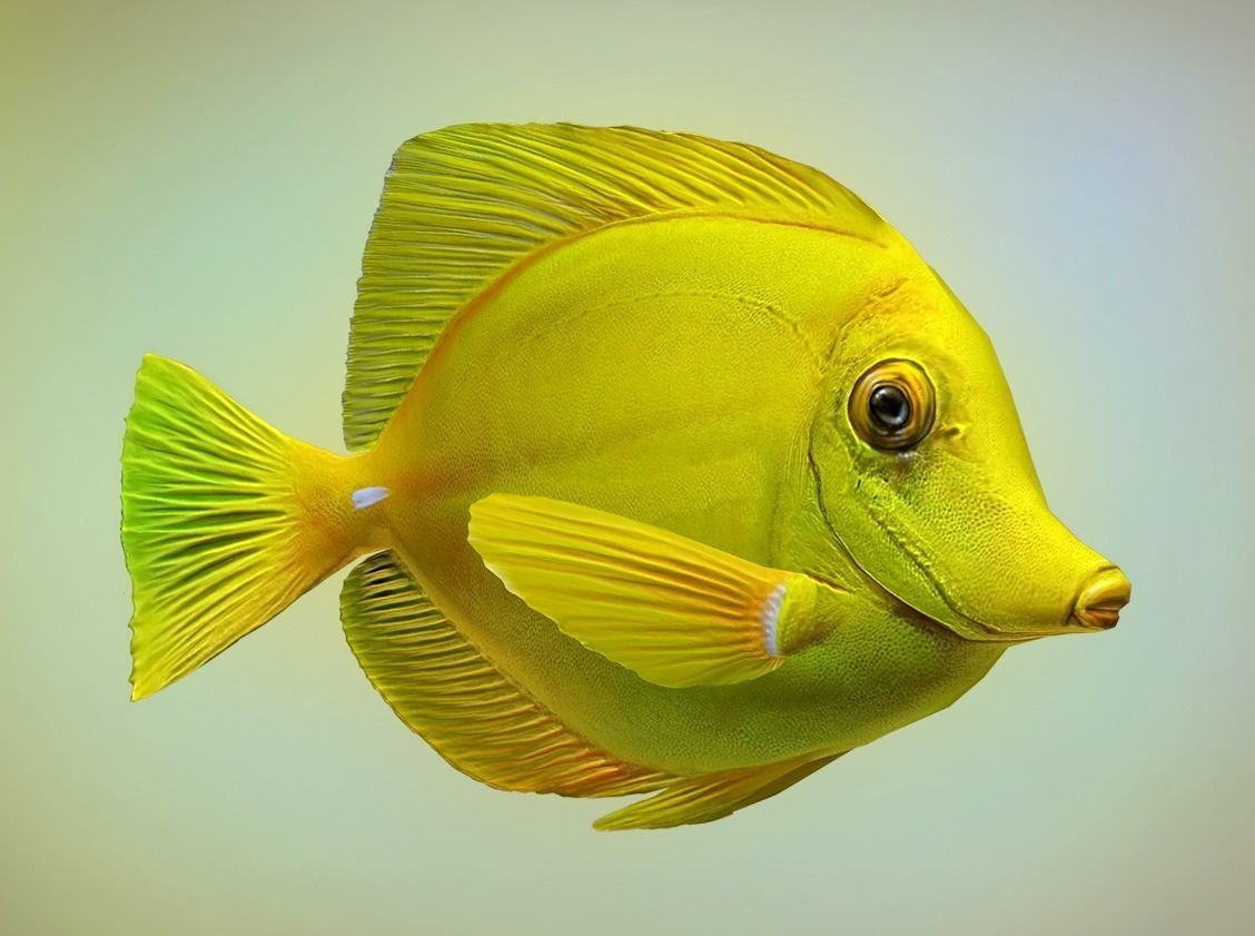 Fish Yellow tang Low-poly 3D model_0