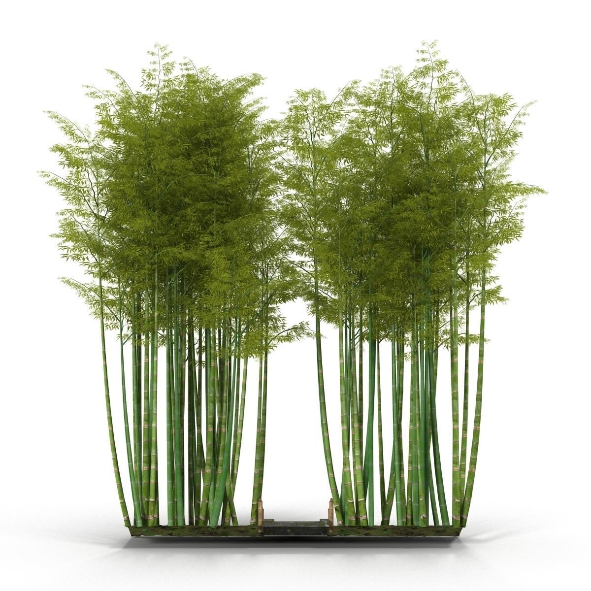 Bamboo corridor 2 3D model_5
