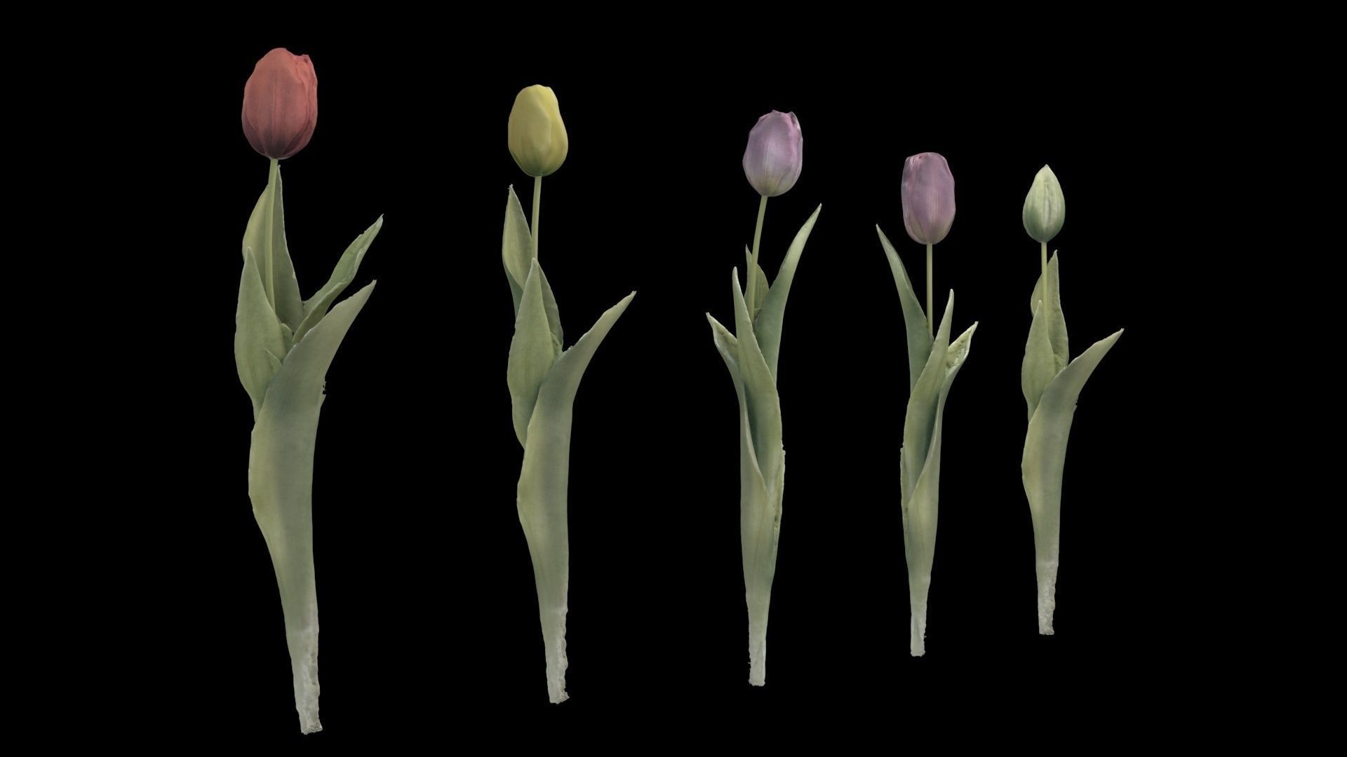 Tulips Pack 3D model_1