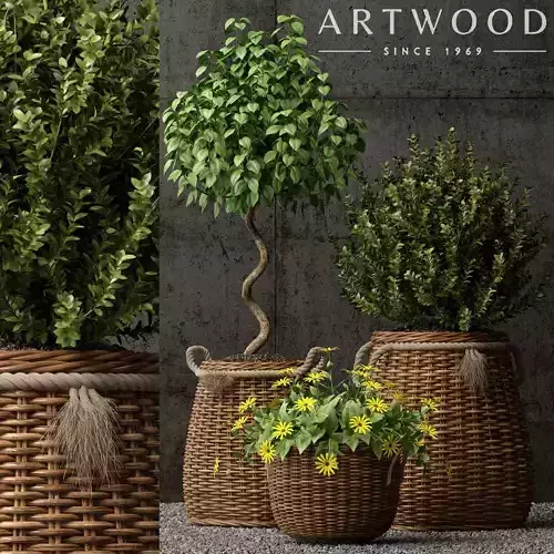 Plants collection 65