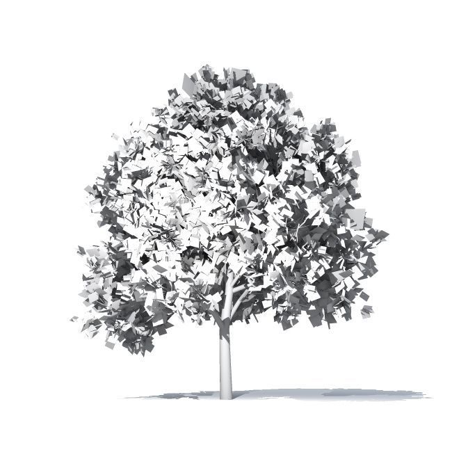 maple tree 3D model_2
