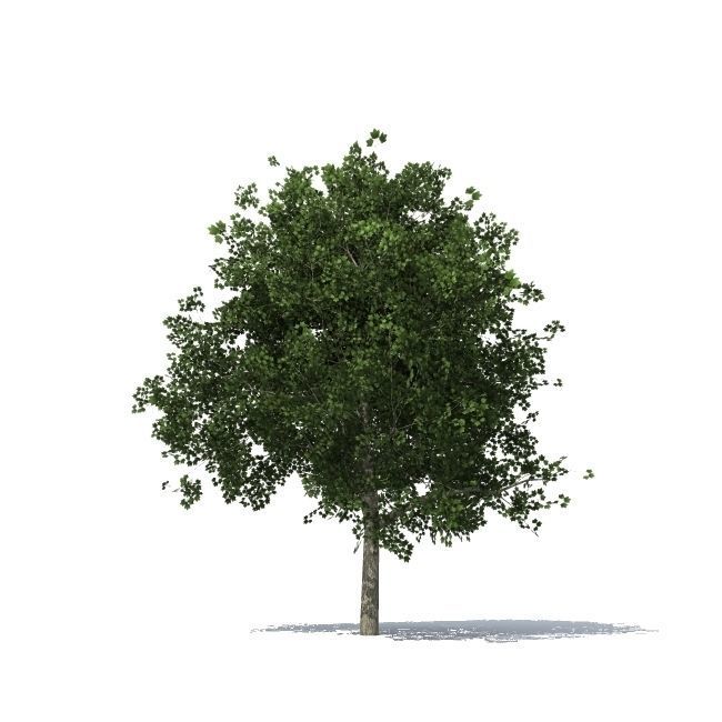 maple tree 3D model_1