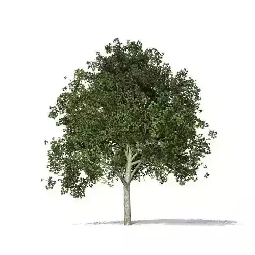maple tree 3D model