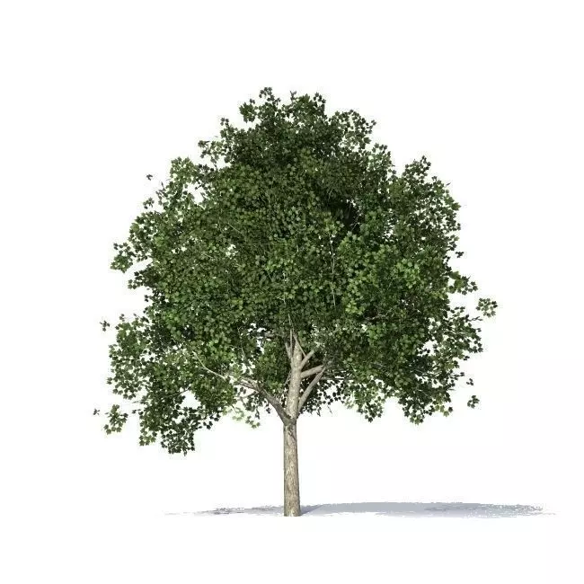maple tree 3D model_0