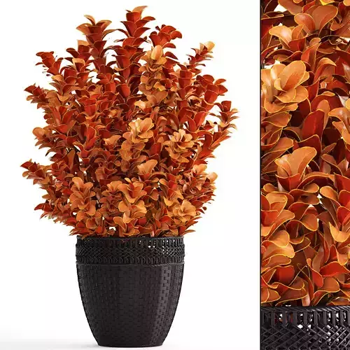 Plant in pot berberis