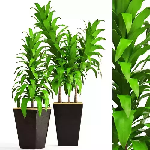 Dracaena two plants in pot