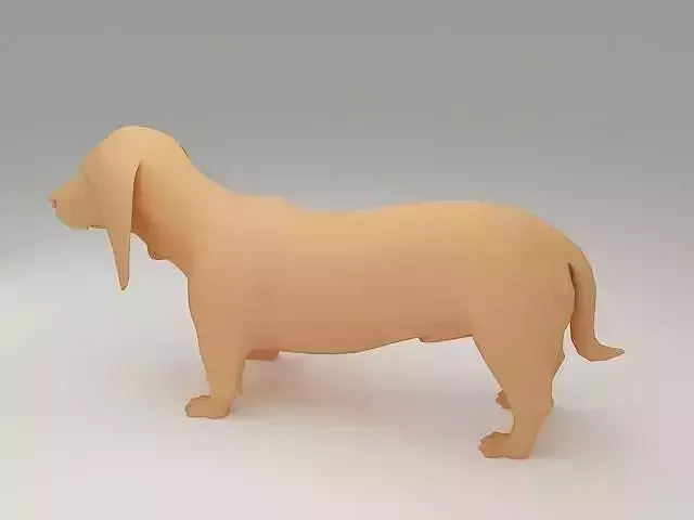 Basset Hound 3D Model