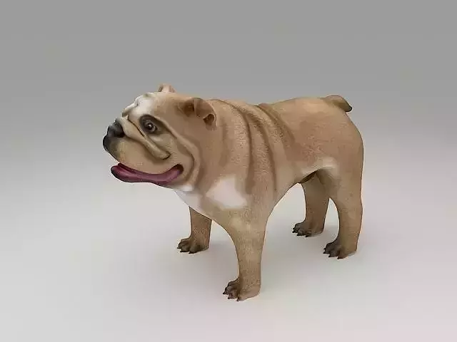 English Bulldog 3D Print Model