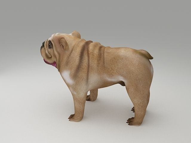 English Bulldog 3D Print Model 3D print model_1