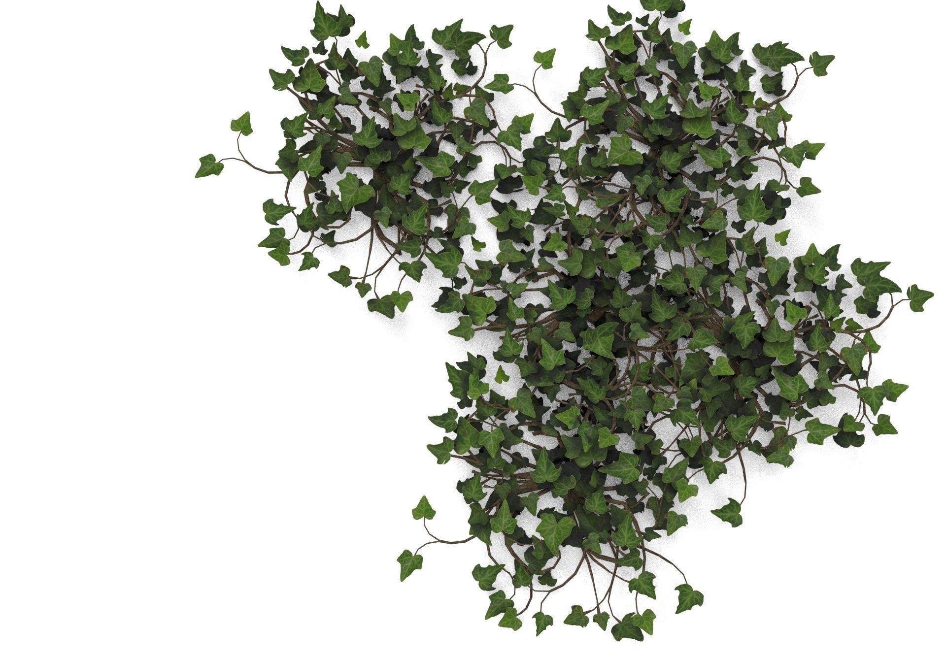 Low Poly Game Ready IVY Low-poly 3D model_3