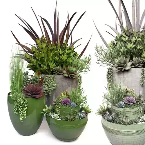 Plants 3 planter with succulents in it
