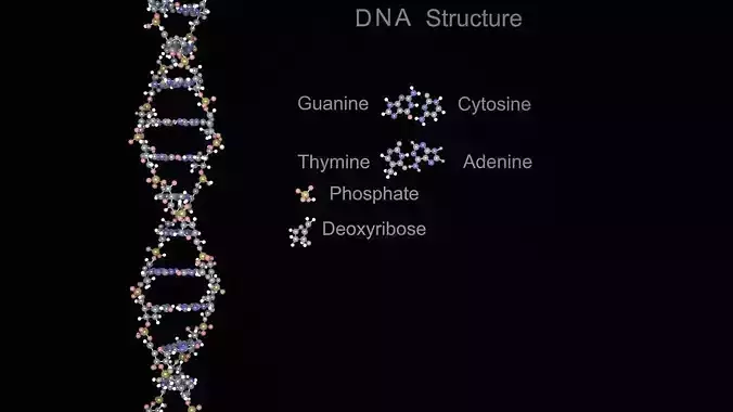 DNA Helix 3D model