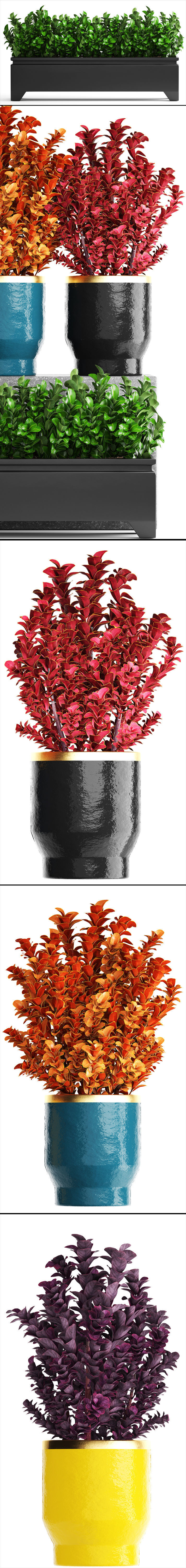 Plant in pot berberis 3D model_4