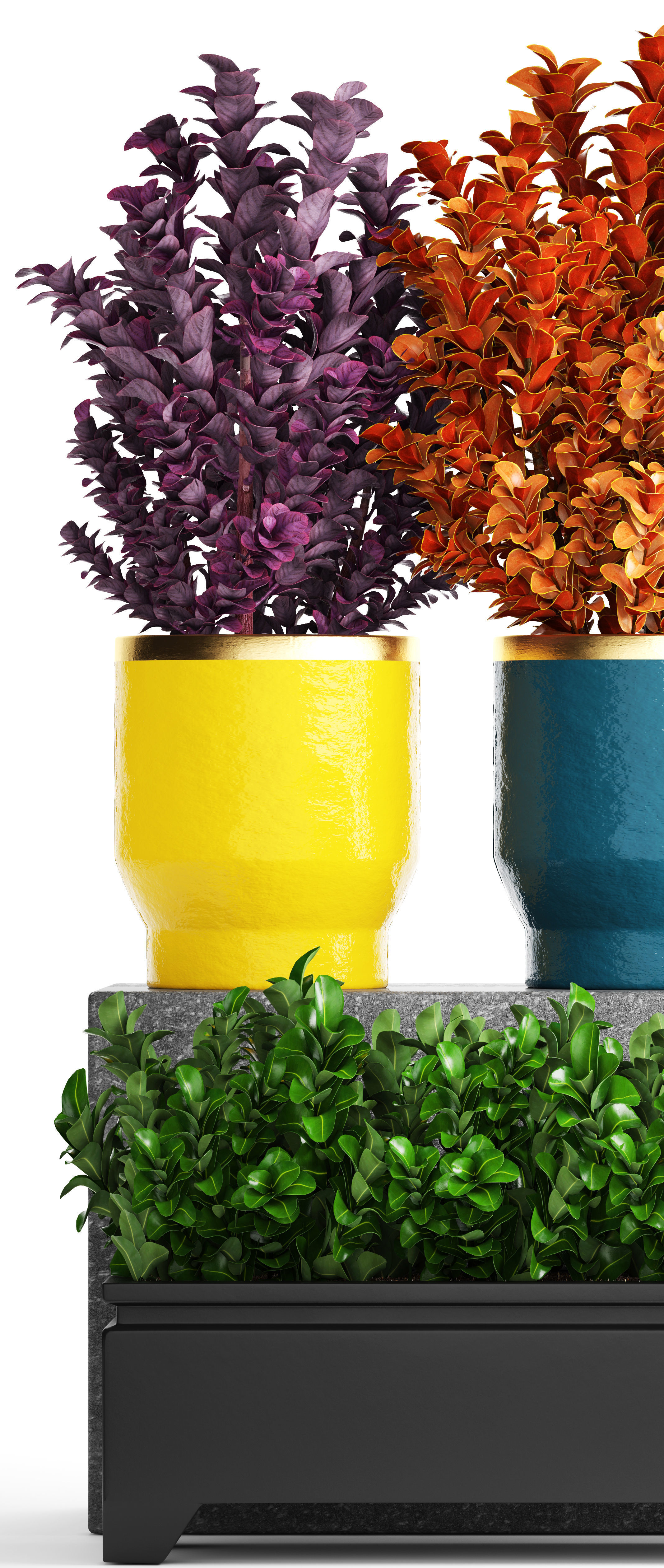 Plant in pot berberis 3D model_10