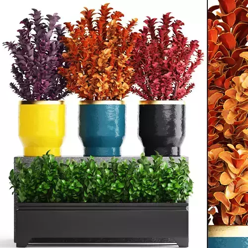 Plant in pot berberis