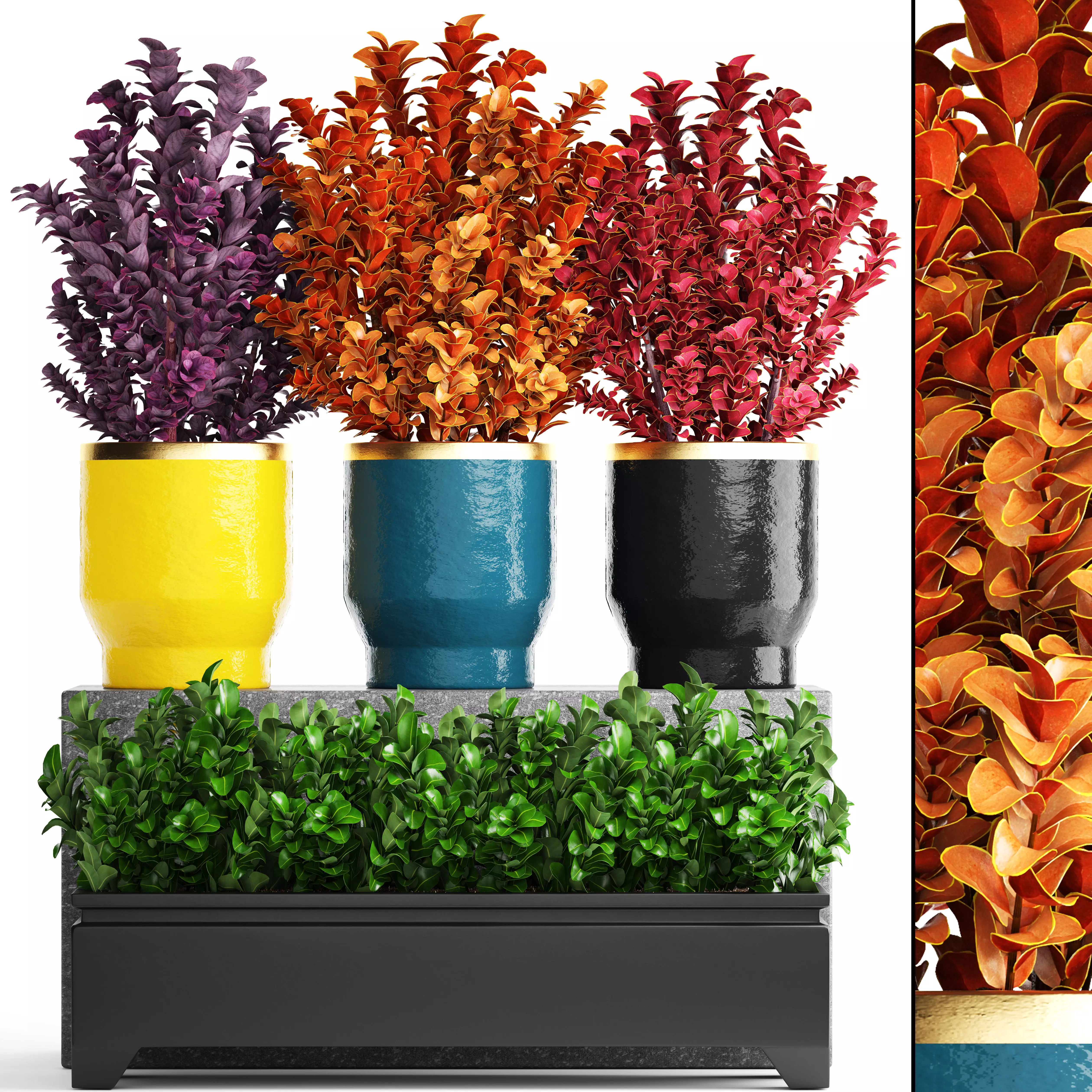 Plant in pot berberis 3D model_0