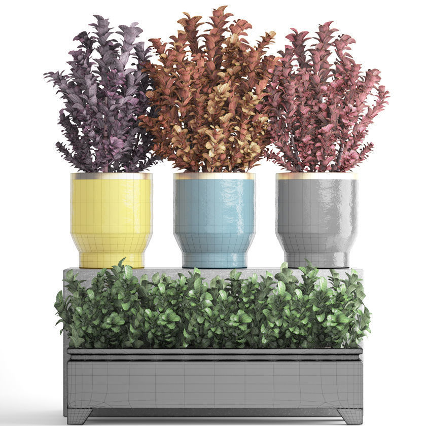Plant in pot berberis 3D model_6
