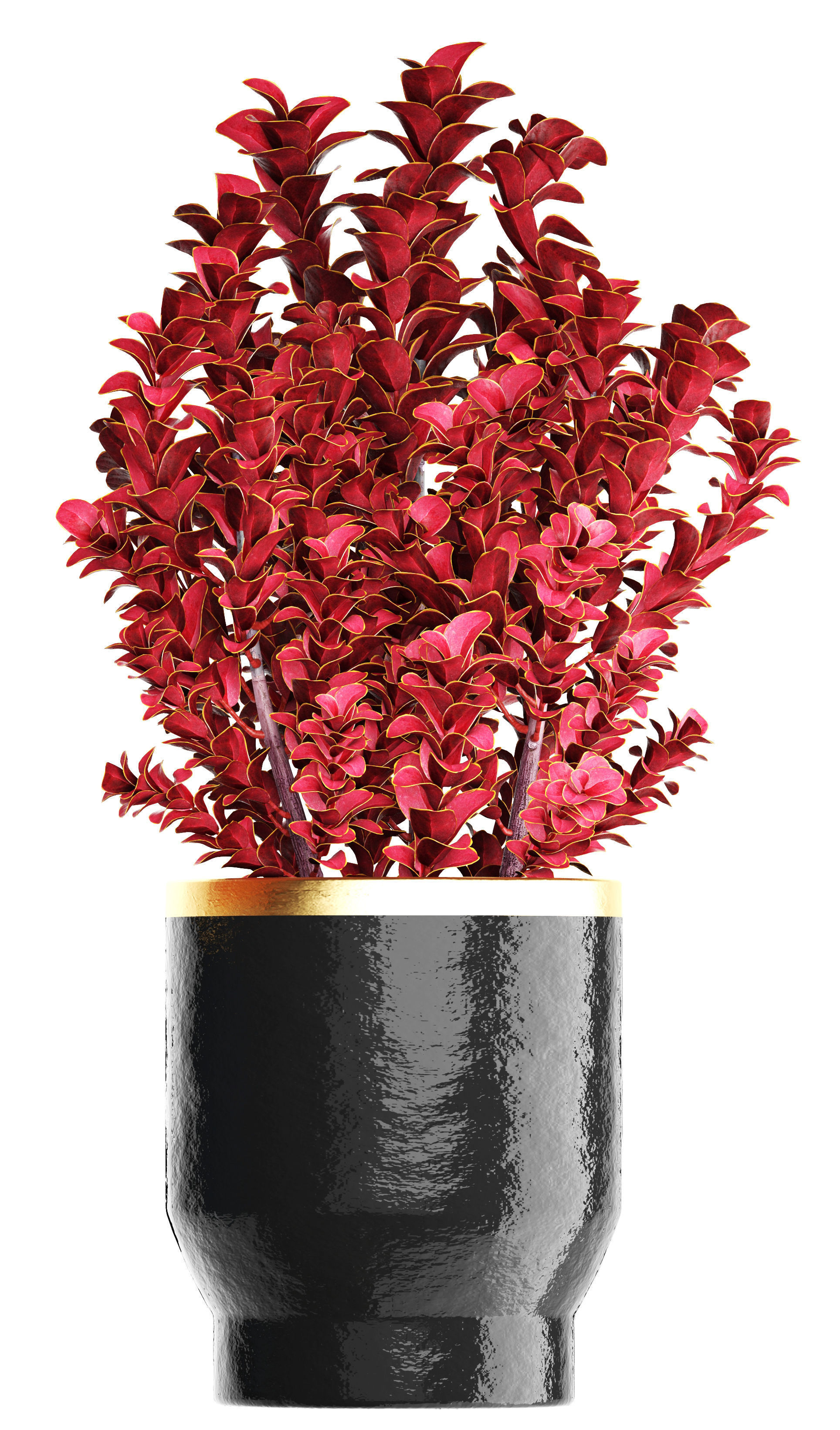 Plant in pot berberis 3D model_1