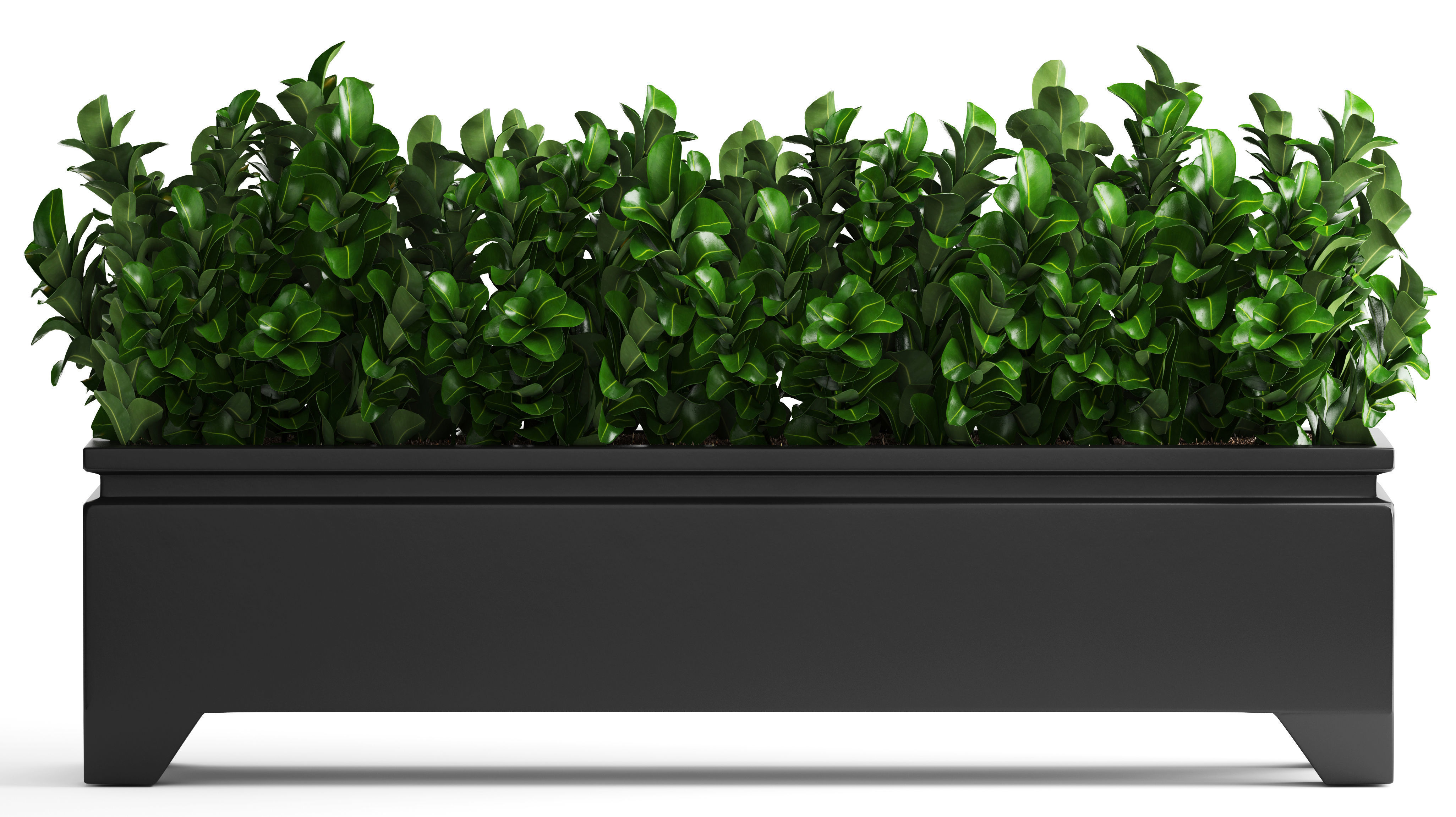 Plant in pot berberis 3D model_3