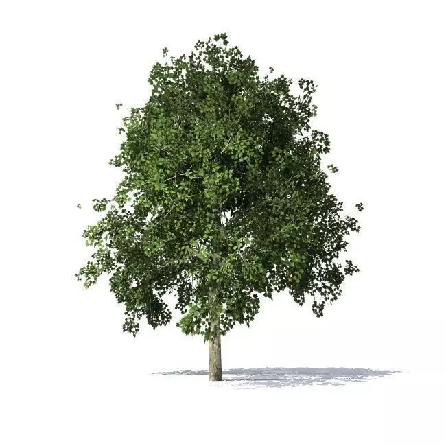 maple tree 3D model