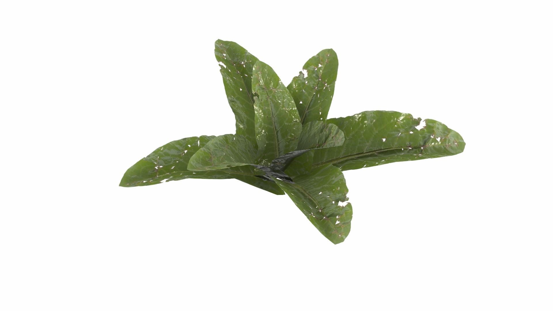 Doc Leaf Plant Low-poly 3D model_6