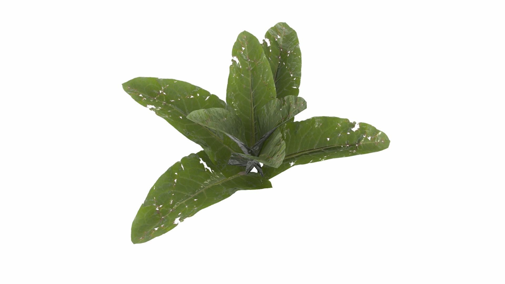 Doc Leaf Plant Low-poly 3D model_19
