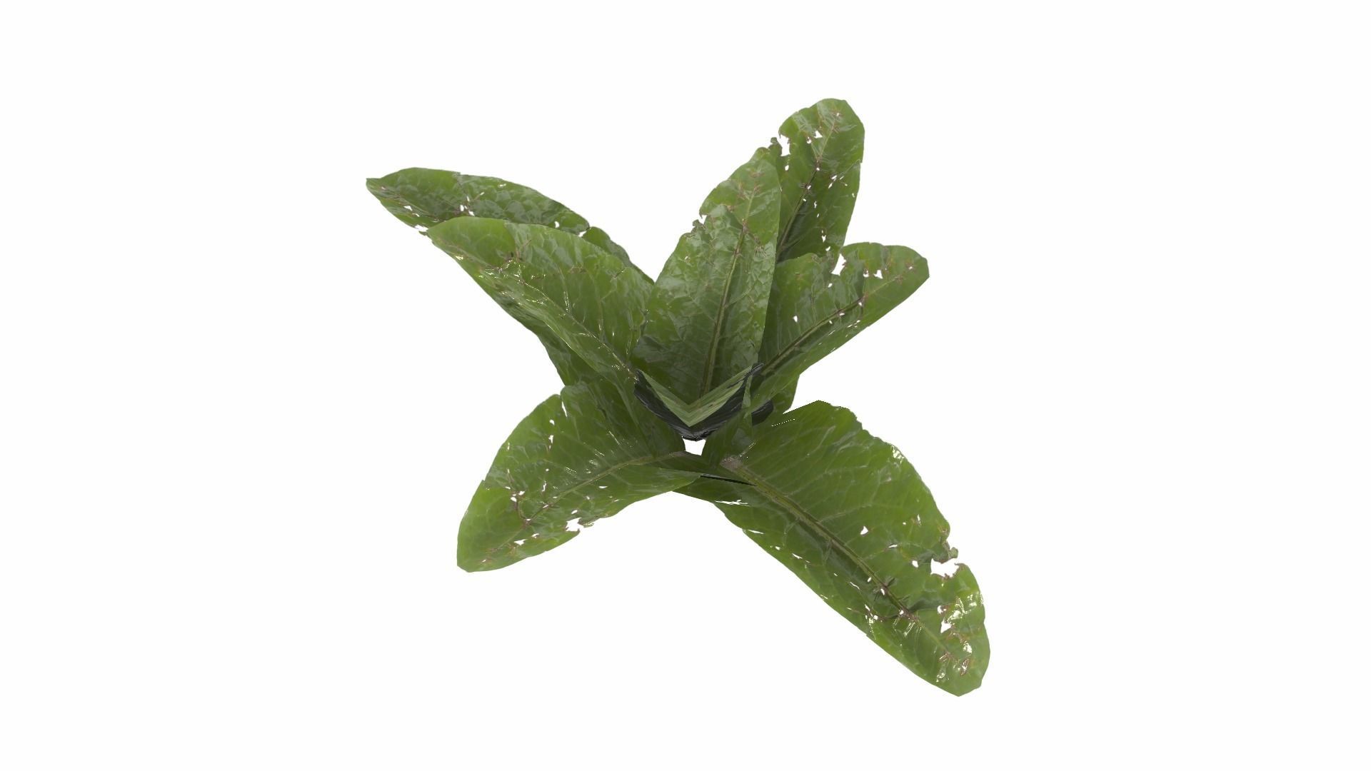 Doc Leaf Plant Low-poly 3D model_23