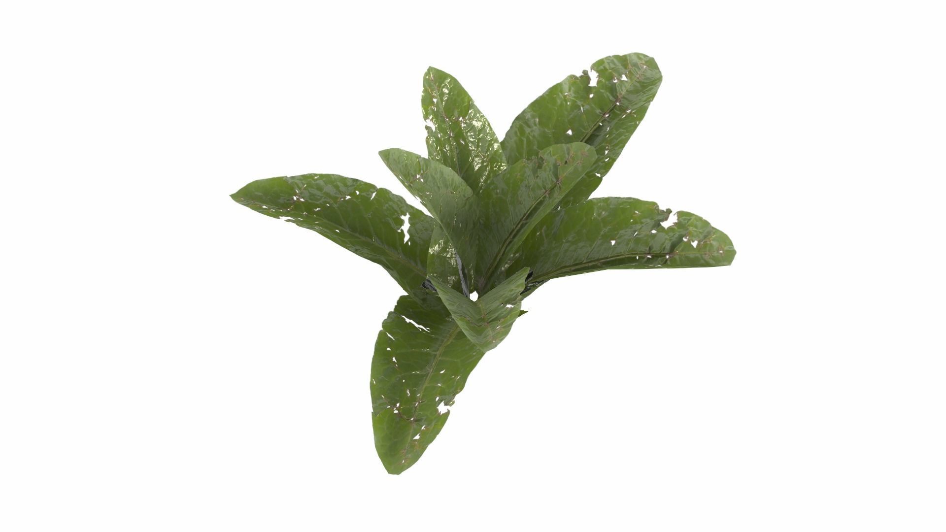 Doc Leaf Plant Low-poly 3D model_9