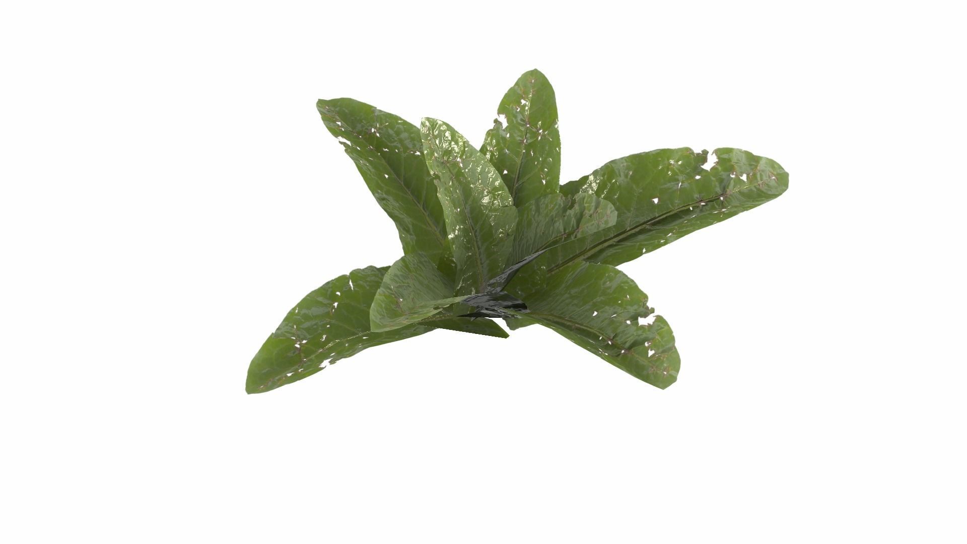 Doc Leaf Plant Low-poly 3D model_7
