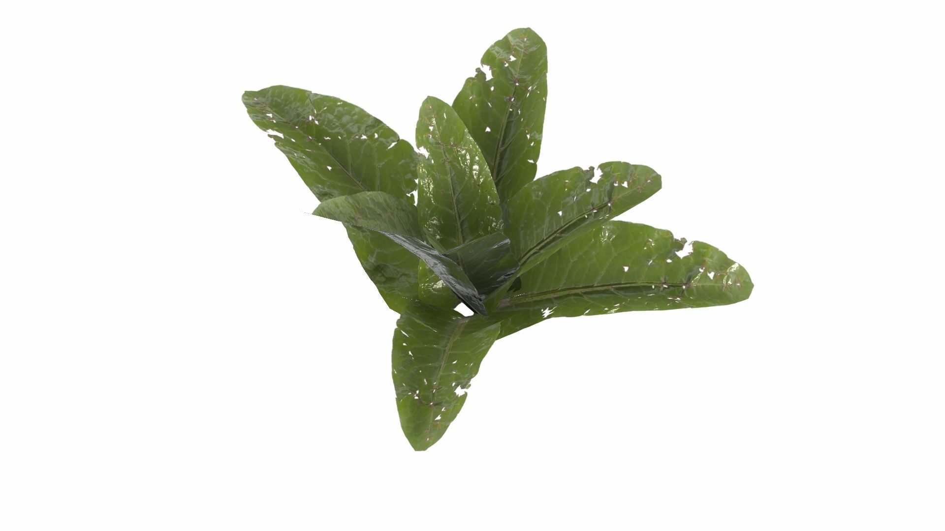 Doc Leaf Plant Low-poly 3D model_14