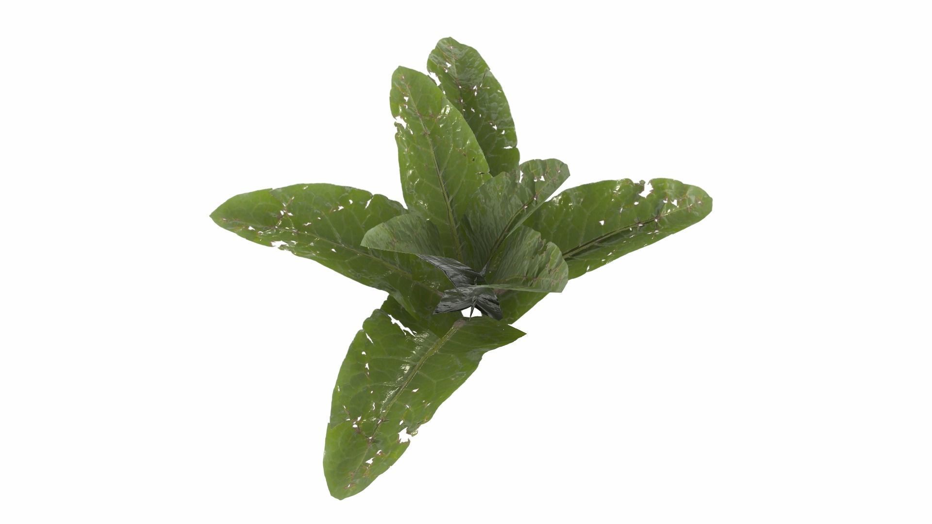 Doc Leaf Plant Low-poly 3D model_20