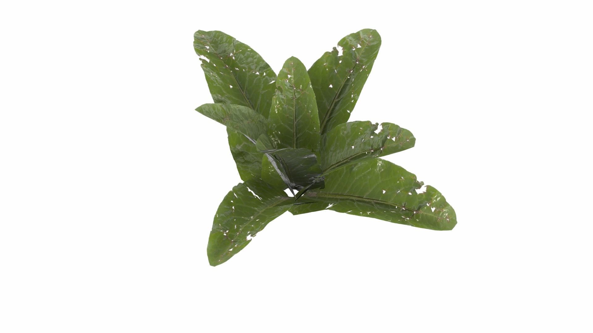 Doc Leaf Plant Low-poly 3D model_13