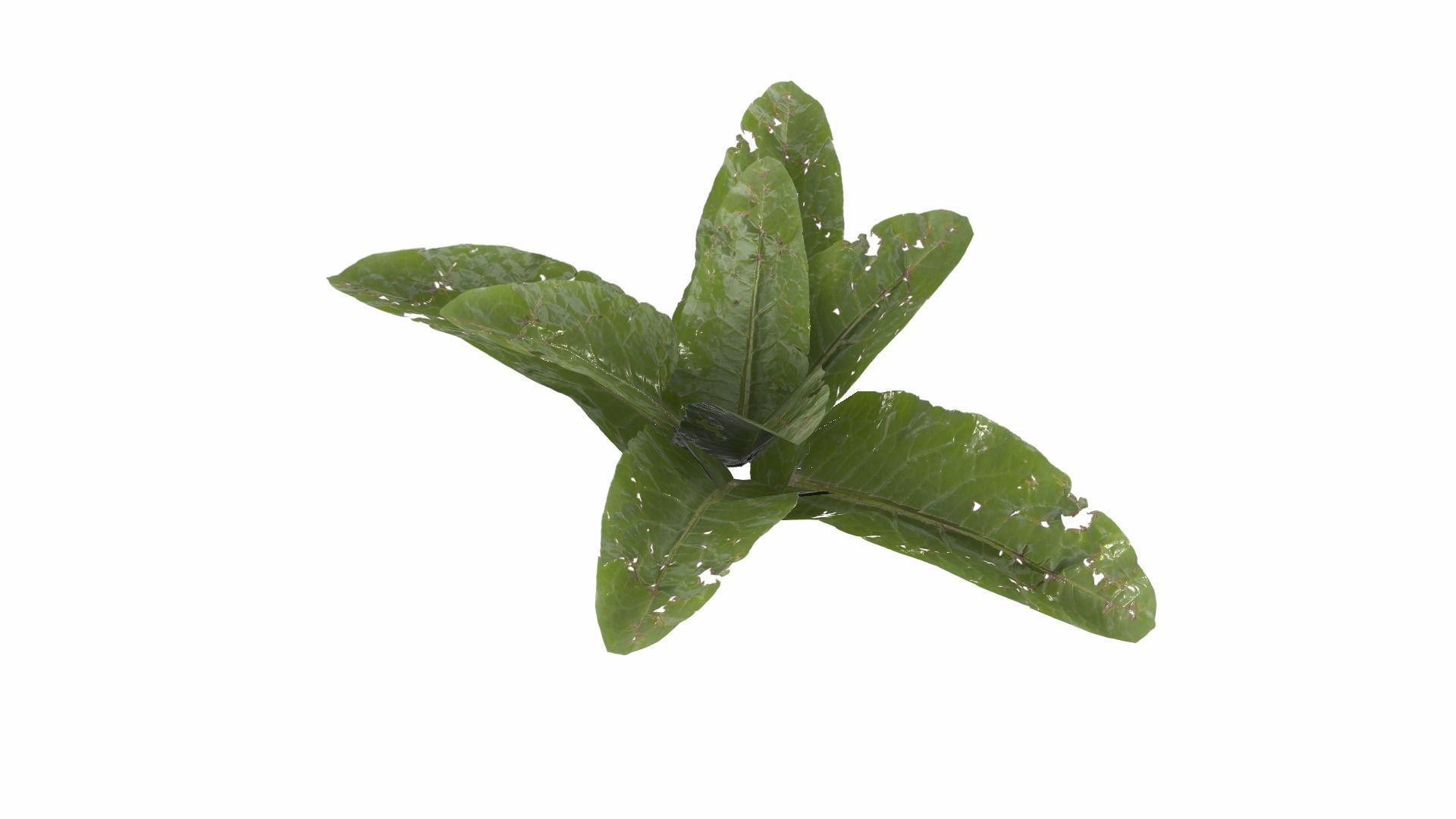 Doc Leaf Plant Low-poly 3D model_24