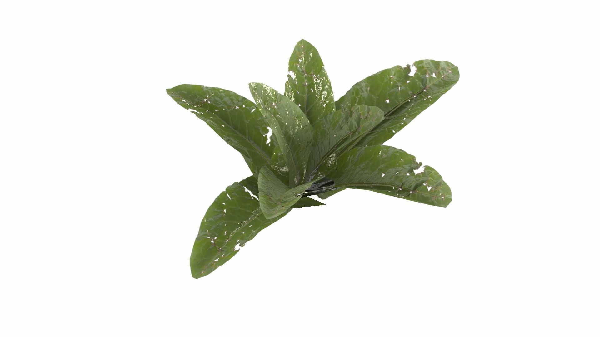 Doc Leaf Plant Low-poly 3D model_8